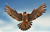 Troubled_Falcon