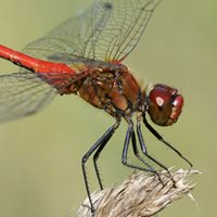 meadowhawk