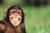 chimpside