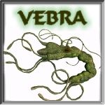 Davo's Vebra!