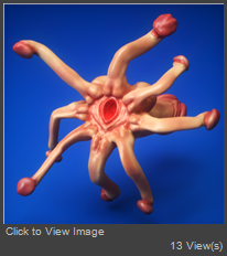 SquienisBottom.jpg