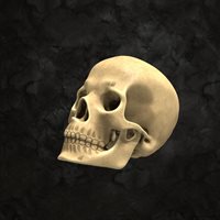 Skull-(1).jpg